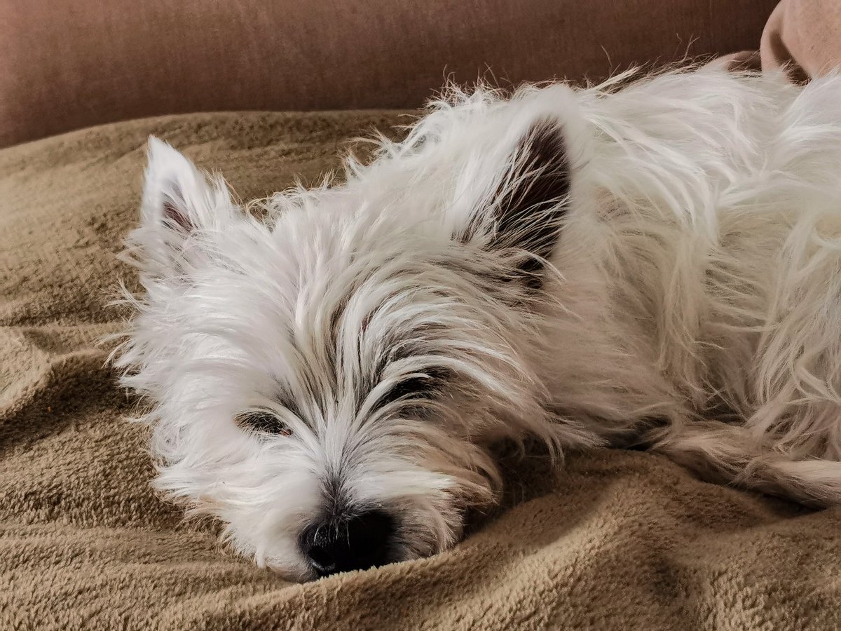CharlieTravel27's tweet photo. Hi 🐶🐾
A moment ago I was helping my Lady in the garden, I took a bath and now I'm going to take a nap 😴
Have a nice day, puppies 🐶
#westie #westielover #puppie #westhighlandwhiteterrier https://t.co/W179uAxZo4
