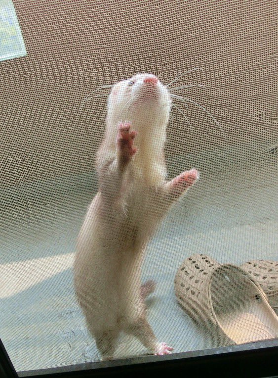 kiruLi's tweet photo. 天使の好奇心😆✨
それから･･･😣💦
(リク)

 #ferret #フェレット #イタチ https://t.co/NuJXzdLSvs