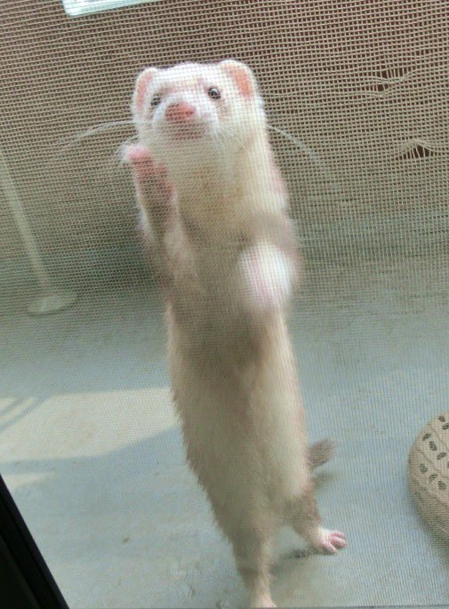 kiruLi's tweet photo. 天使の好奇心😆✨
それから･･･😣💦
(リク)

 #ferret #フェレット #イタチ https://t.co/NuJXzdLSvs