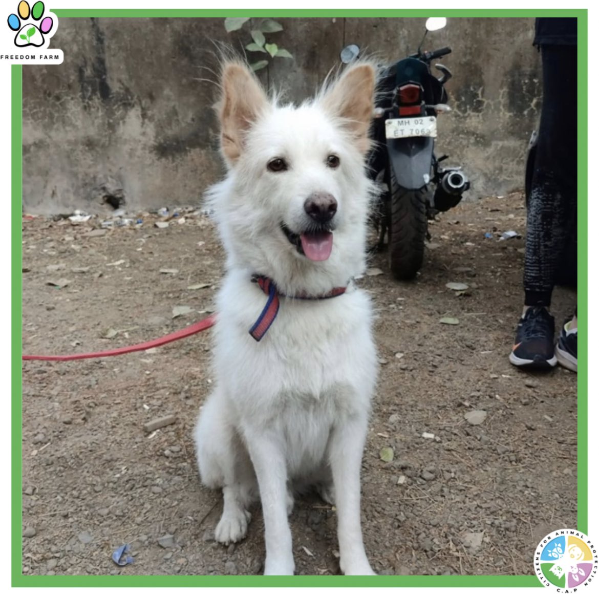 CFreedomfarm's tweet photo. Come meet Snow and Grace🫶🏾, 

Snow says, “ I am white as snow but my previous people did not value me.”

Grace says, “ I was stuck on a highway but now I get stuck in people's heart
Come accompany me on my walks at freedom farm, a dream which now a reality.” 

#FreedomFarm #dog https://t.co/dldigTLdsp