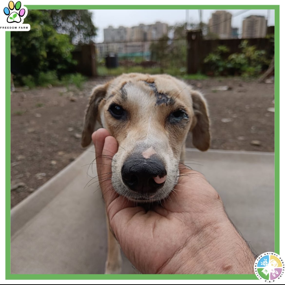 CFreedomfarm's tweet photo. Come meet Snow and Grace🫶🏾, 

Snow says, “ I am white as snow but my previous people did not value me.”

Grace says, “ I was stuck on a highway but now I get stuck in people's heart
Come accompany me on my walks at freedom farm, a dream which now a reality.” 

#FreedomFarm #dog https://t.co/dldigTLdsp
