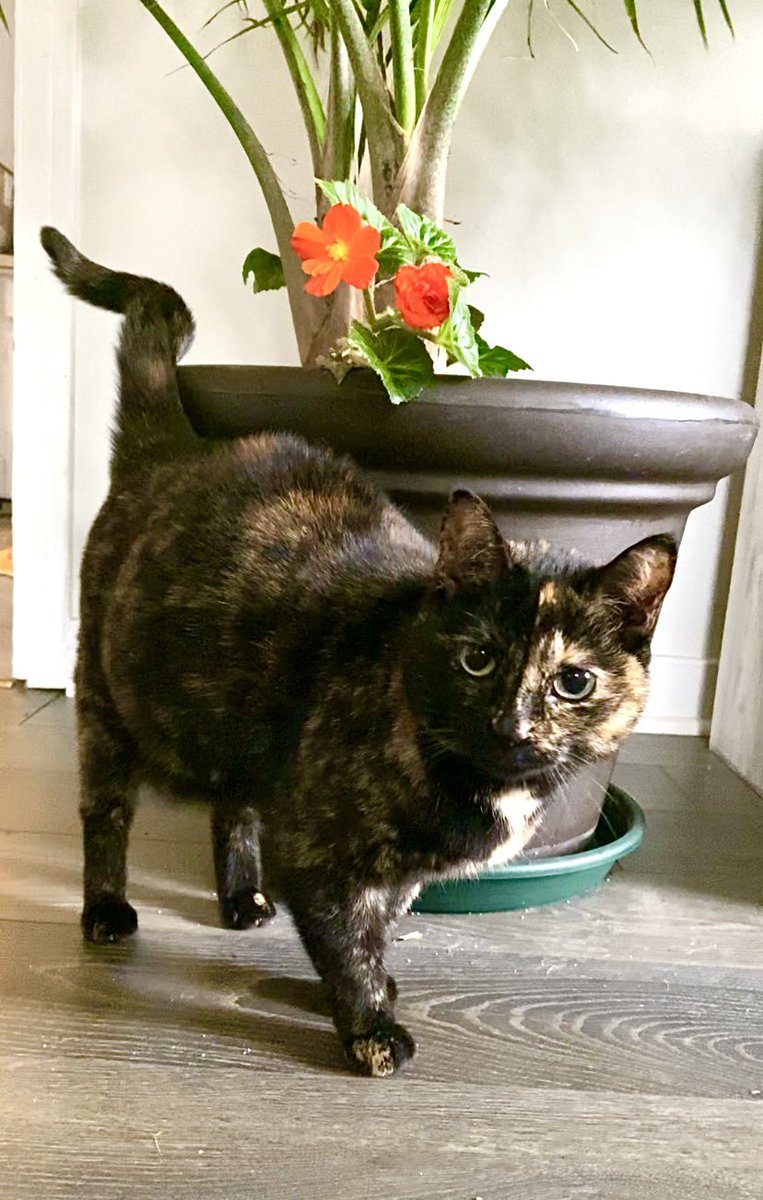 KennedyLaButte1's tweet photo. Happy #Caturday from this pretty girl🌺 #Clementine https://t.co/q32MZhYyV1