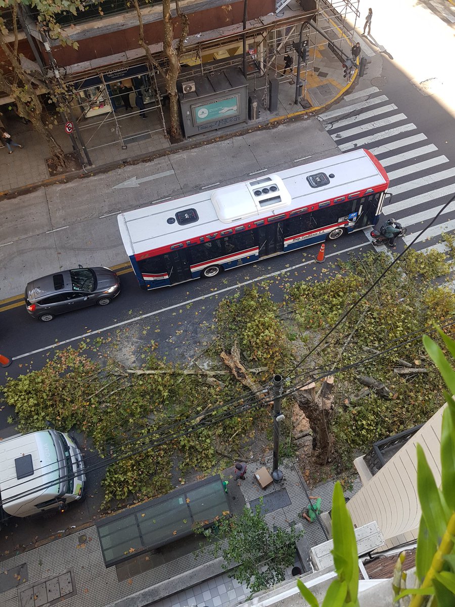 valiz8's tweet photo. @bastademutilar Basta de mutilar nuestros árboles @horaciorlarreta @BACiudadVerde @gcba 
Av Santa fe y Anchorena ahora. Les recuerdo que la ciudad de Buenos Aires está muy por debajo de lo que recomienda la OMS de espacio verde por habitante (6m2 vs 10-15m2 recomendados) https://t.co/CS5RXuLlBy