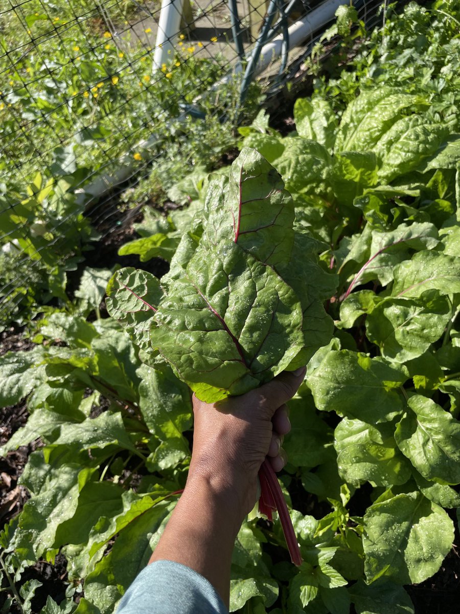 zshirwac1's tweet photo. Meanwhile…the harvest!
If, reincarnation would guarantee to bring me back as a ‘good farmer?  I might….
Swiss chard, assorted lettuces, mustard green and cilantro.  #CarolinaSpring.  Biyihii webi Shabeelaan wax ku beeran doonaa. https://t.co/b0clMt352P