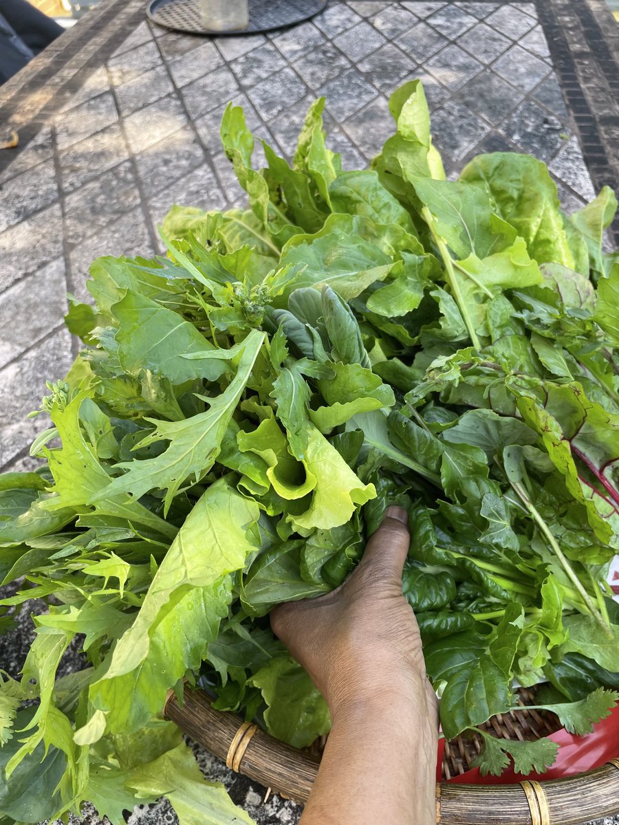zshirwac1's tweet photo. Meanwhile…the harvest!
If, reincarnation would guarantee to bring me back as a ‘good farmer?  I might….
Swiss chard, assorted lettuces, mustard green and cilantro.  #CarolinaSpring.  Biyihii webi Shabeelaan wax ku beeran doonaa. https://t.co/b0clMt352P