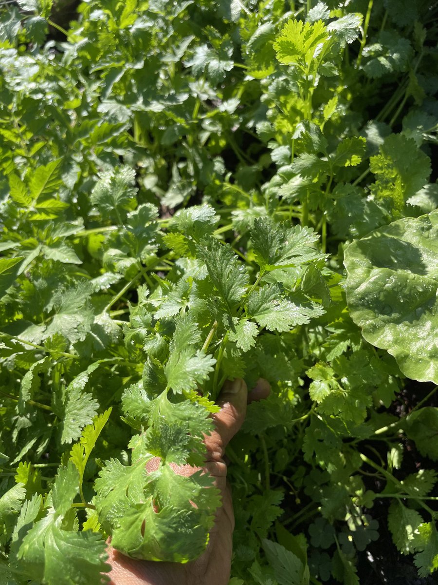zshirwac1's tweet photo. Meanwhile…the harvest!
If, reincarnation would guarantee to bring me back as a ‘good farmer?  I might….
Swiss chard, assorted lettuces, mustard green and cilantro.  #CarolinaSpring.  Biyihii webi Shabeelaan wax ku beeran doonaa. https://t.co/b0clMt352P