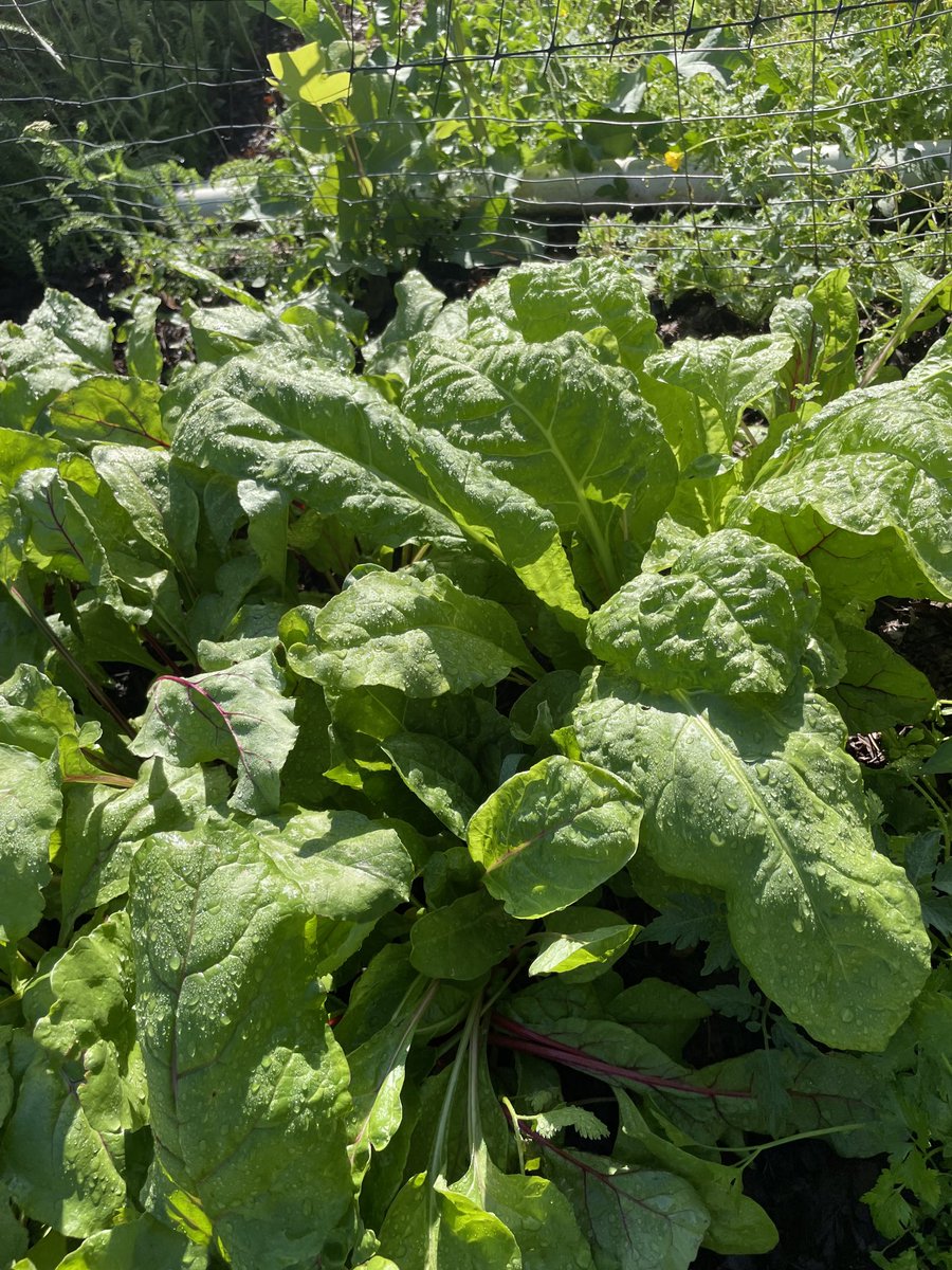 zshirwac1's tweet photo. Meanwhile…the harvest!
If, reincarnation would guarantee to bring me back as a ‘good farmer?  I might….
Swiss chard, assorted lettuces, mustard green and cilantro.  #CarolinaSpring.  Biyihii webi Shabeelaan wax ku beeran doonaa. https://t.co/b0clMt352P