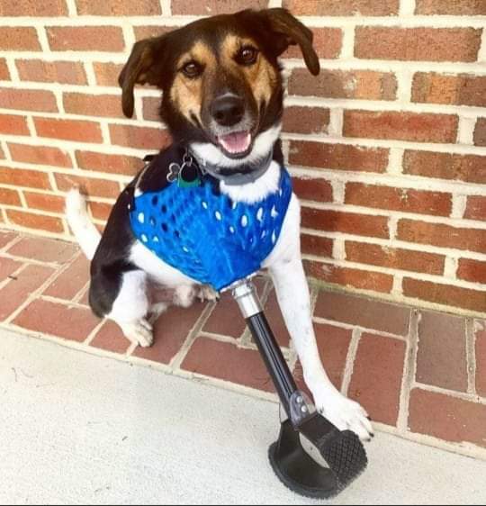 Dogs Planet 🌏🐕 tweet media