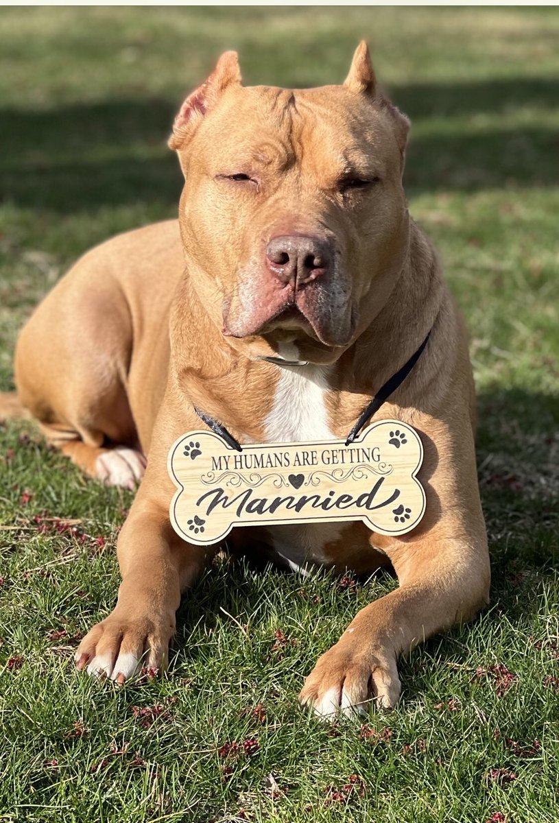 tracy_schubach's tweet photo. @BrittanyBabc7 👋 This is Mello and he can’t wait for the big day!! 💍👰🏻‍♀️🤵🏻 https://t.co/NarDKdtJVb