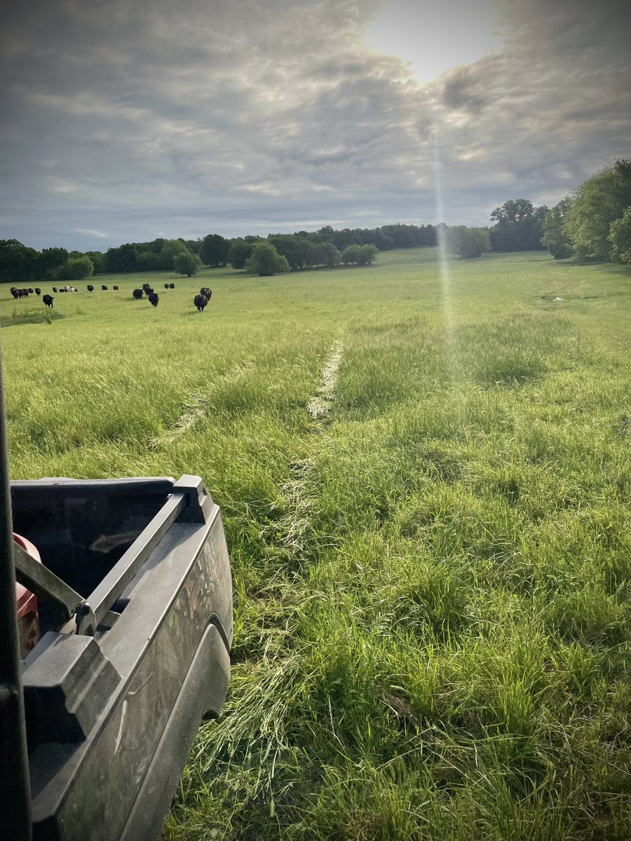 onlymake1038's tweet photo. Hallelujah cows https://t.co/rgqskfpUIe