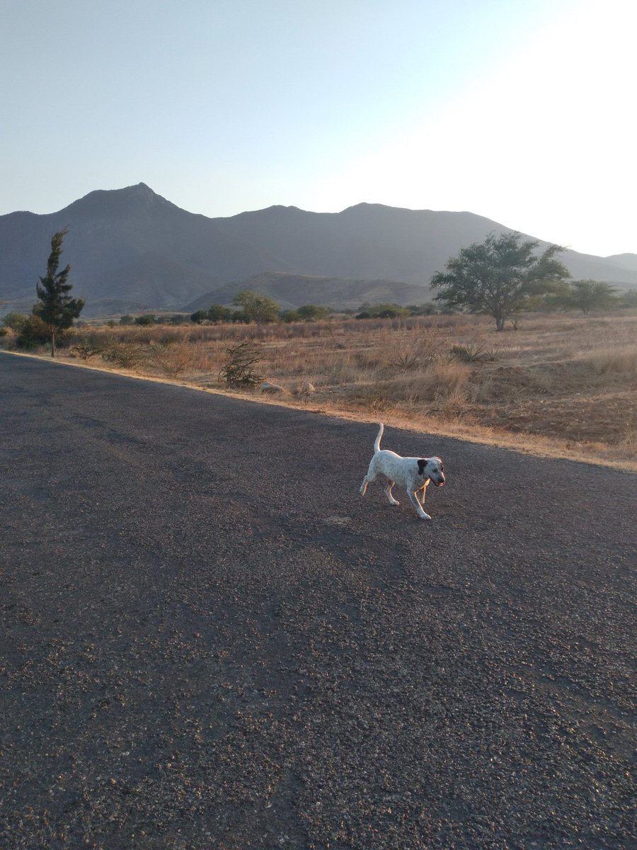 NormaLopezCuri1's tweet photo. Caculoo becw na
El perro me cuida 
#USATUVOZ 
@DizhSa https://t.co/fFgj4oYTrH