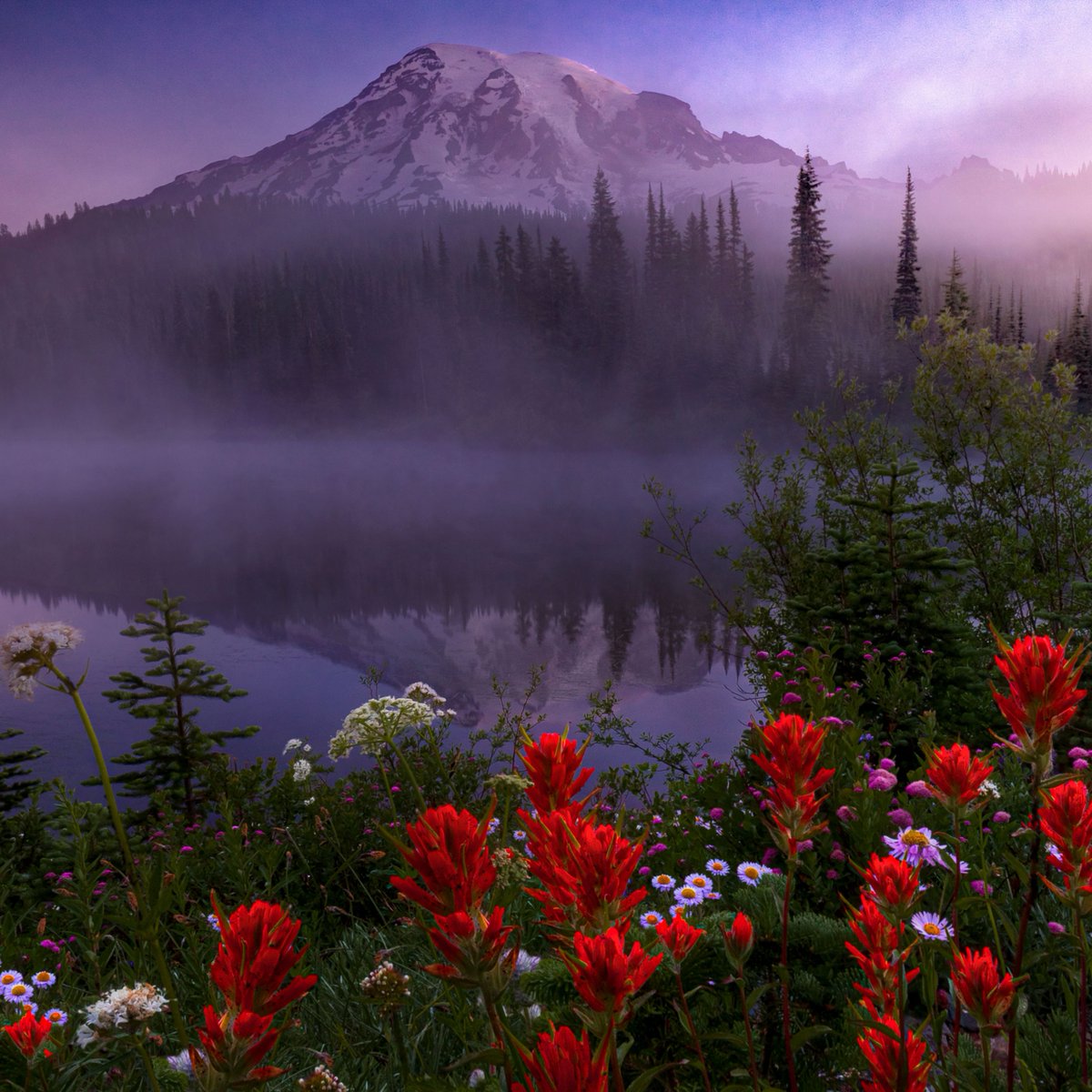 Interior's tweet photo. The scarlet paintbrush paints the landscape of a magical misty morning scene at @MountRainierNPS. 

Photo courtesy of Doug Shearer https://t.co/QKA9T7F7fQ