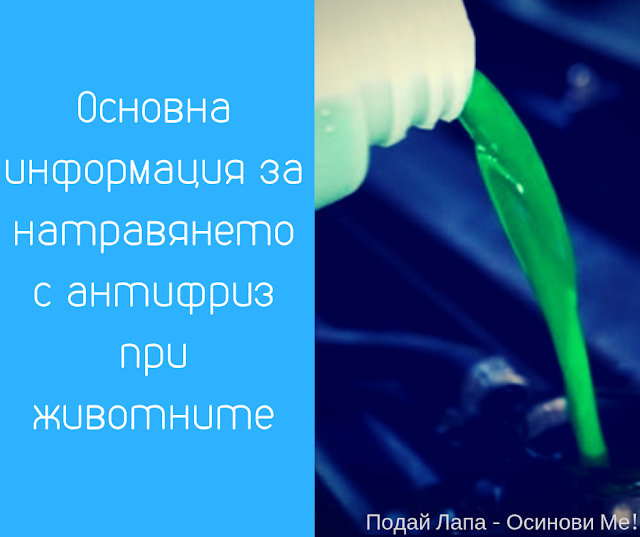 PodaiLapa's tweet photo. Основна информация за натравянето с антифриз при животните.
Четете в блога на Подай лапа! https://t.co/nGKwnUn0o5 https://t.co/I4nt5EZ35Q