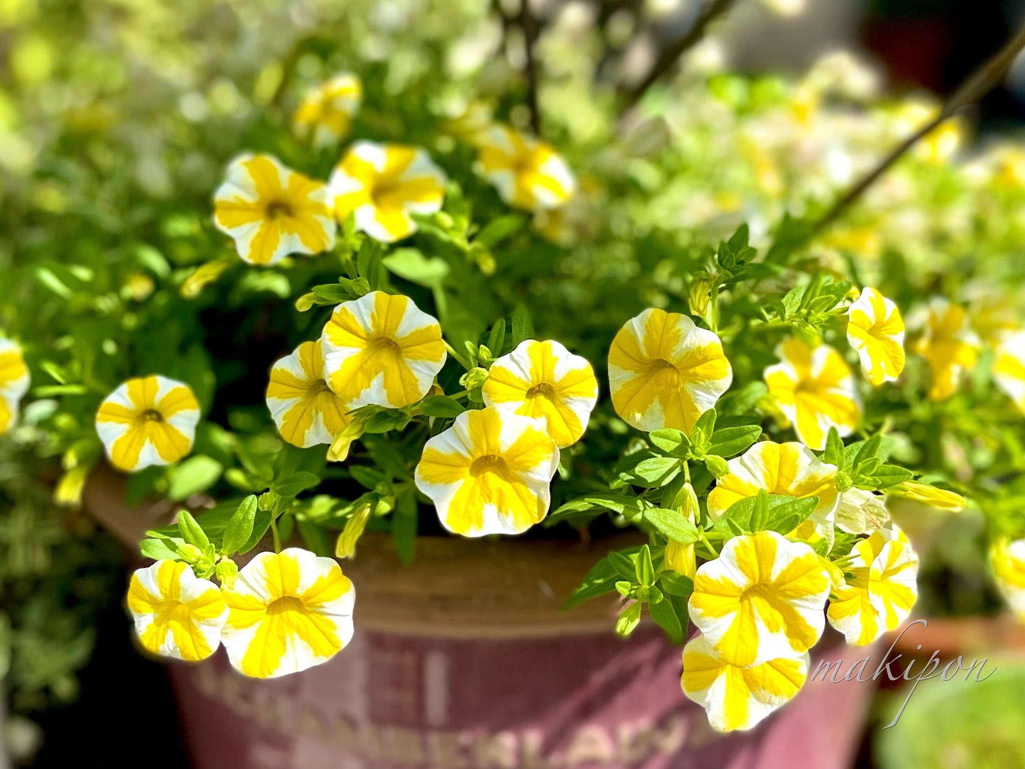 スーパーベルレモンスライス Twitter Search Twitter