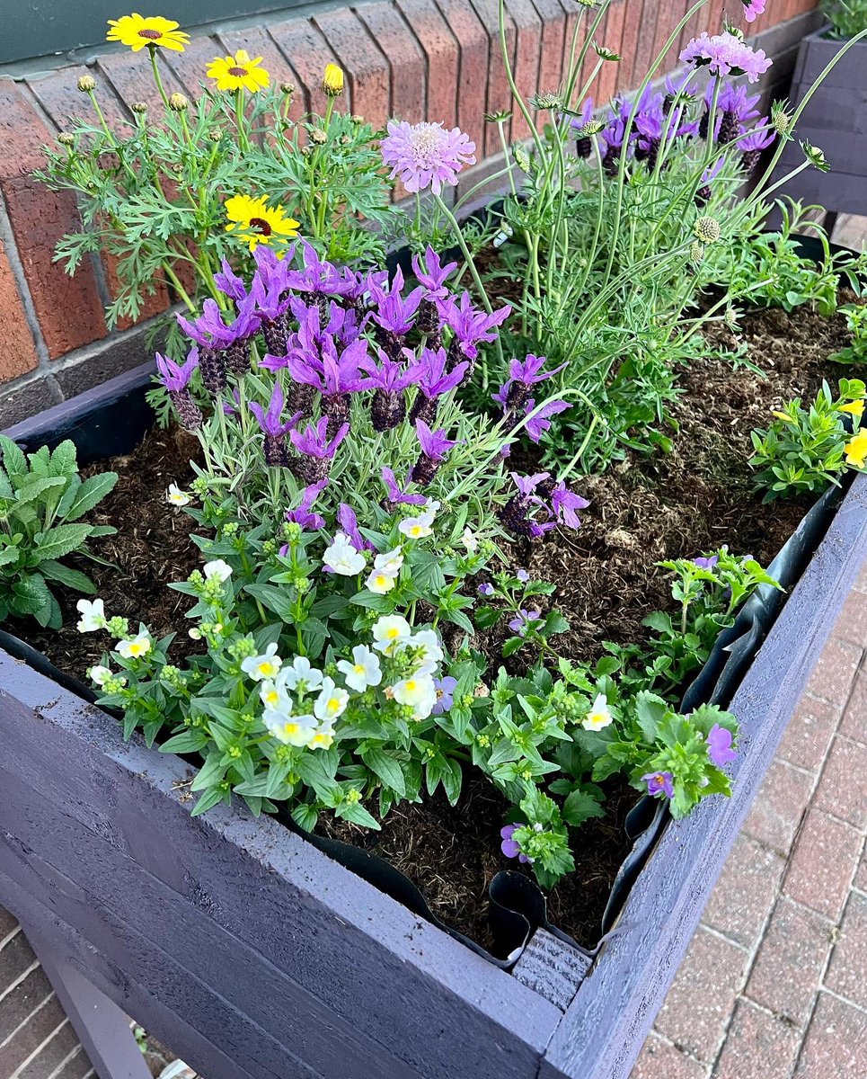 BCRMFertility's tweet photo. BCRM in bloom🤩a fabulous Spring addition to our outside space that brightens up the outlook from the laboratory corridor 💜 Well done Karla and Lesley 👏 #wellbeingwarrior #bloominglovely #laboratorylife #teamBCRM #spring #newlife #fertility #fertilityclinic #healthandwellness https://t.co/fUAL9Kizyd