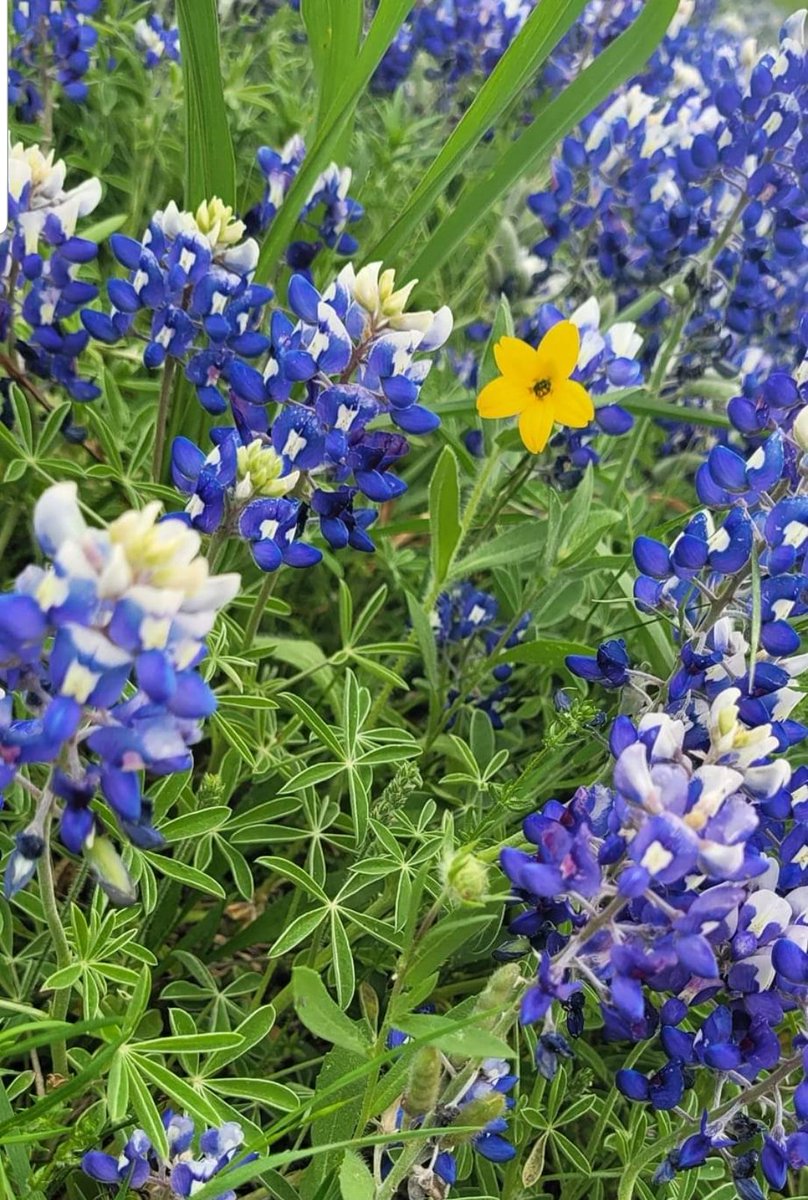 rmorrisondcool1's tweet photo. 💙Texas Bluebonnets: A little bit of God's gifts to Texas💙
#SaveOurChildren #MayYouBeBlessedWithEnough
#LoveOverHate #HateIsNotAnOption https://t.co/wgIeF9xMA8