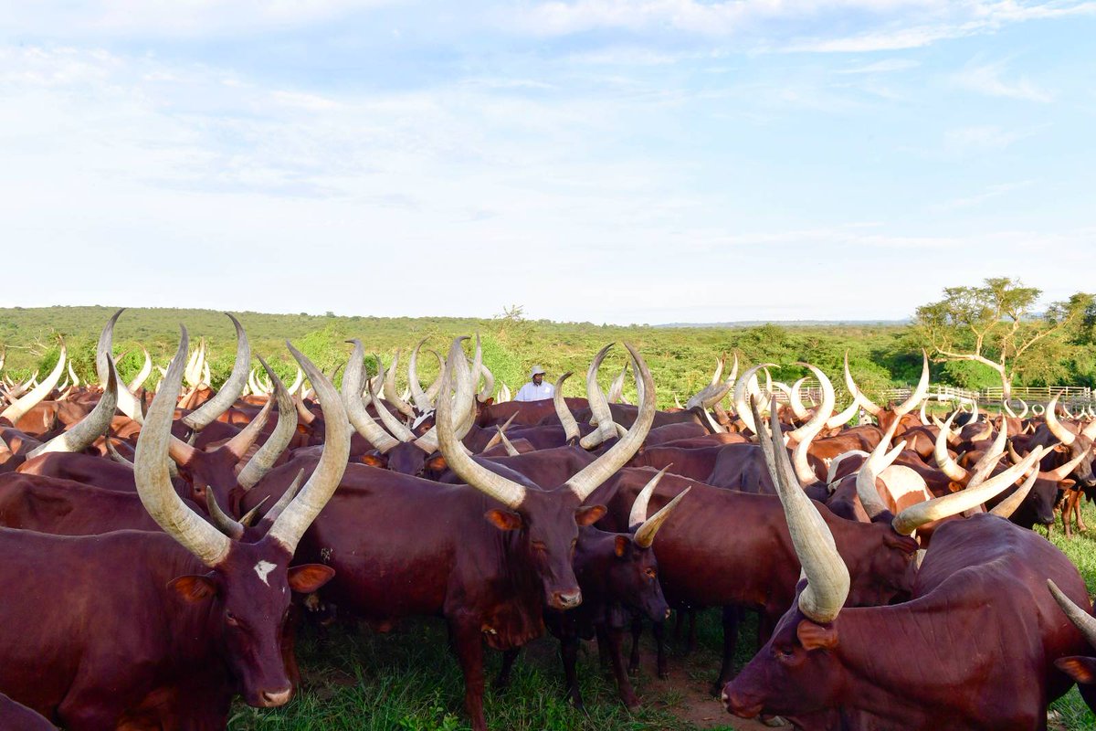 KagutaMuseveni's tweet photo. I spent some time at my farm in Kisozi, Gomba District, yesterday.  

We are continuing to concentrate on the breed of our indigenous cattle, so that, they become high performers and compete favorably with the imported diary cattle, because they have lower costs of maintenance. https://t.co/KLnoVTgzox