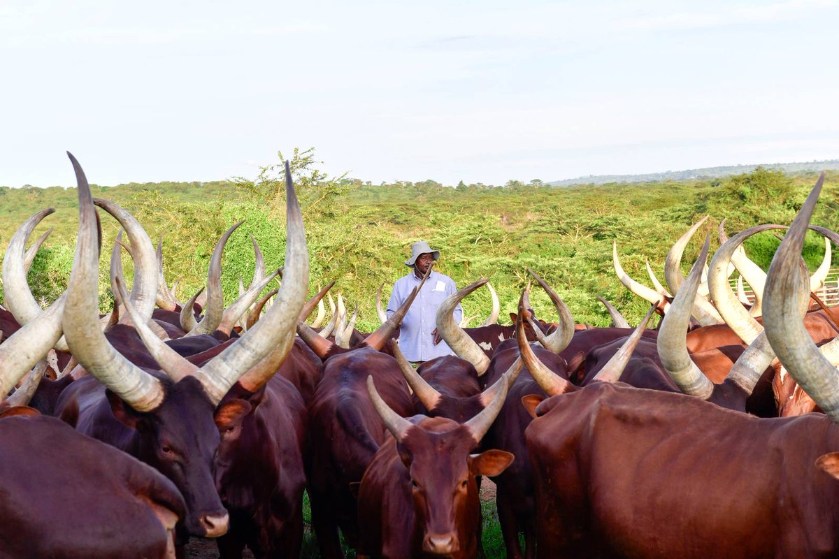 KagutaMuseveni's tweet photo. I spent some time at my farm in Kisozi, Gomba District, yesterday.  

We are continuing to concentrate on the breed of our indigenous cattle, so that, they become high performers and compete favorably with the imported diary cattle, because they have lower costs of maintenance. https://t.co/KLnoVTgzox