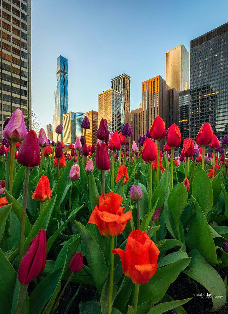 barrybutler9's tweet photo. Saturday morning on the Magnificent Mile with the tulips in Chicago. #chicago #spring #news #ilwx #weather https://t.co/YziaiP1Lnx