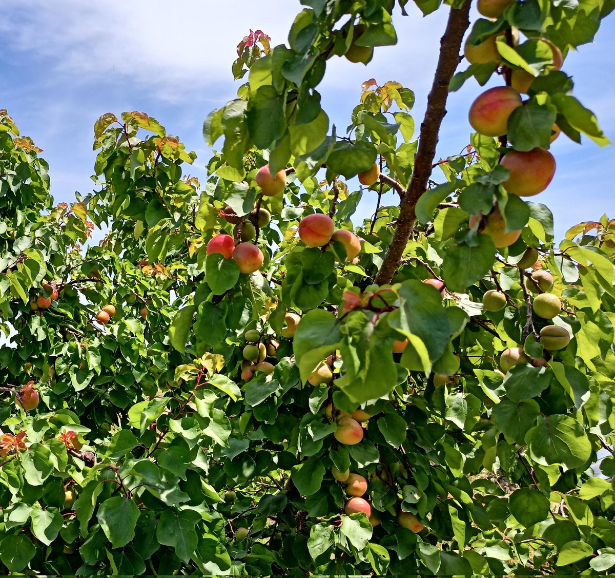 Caquis-Albaricoques tweet media