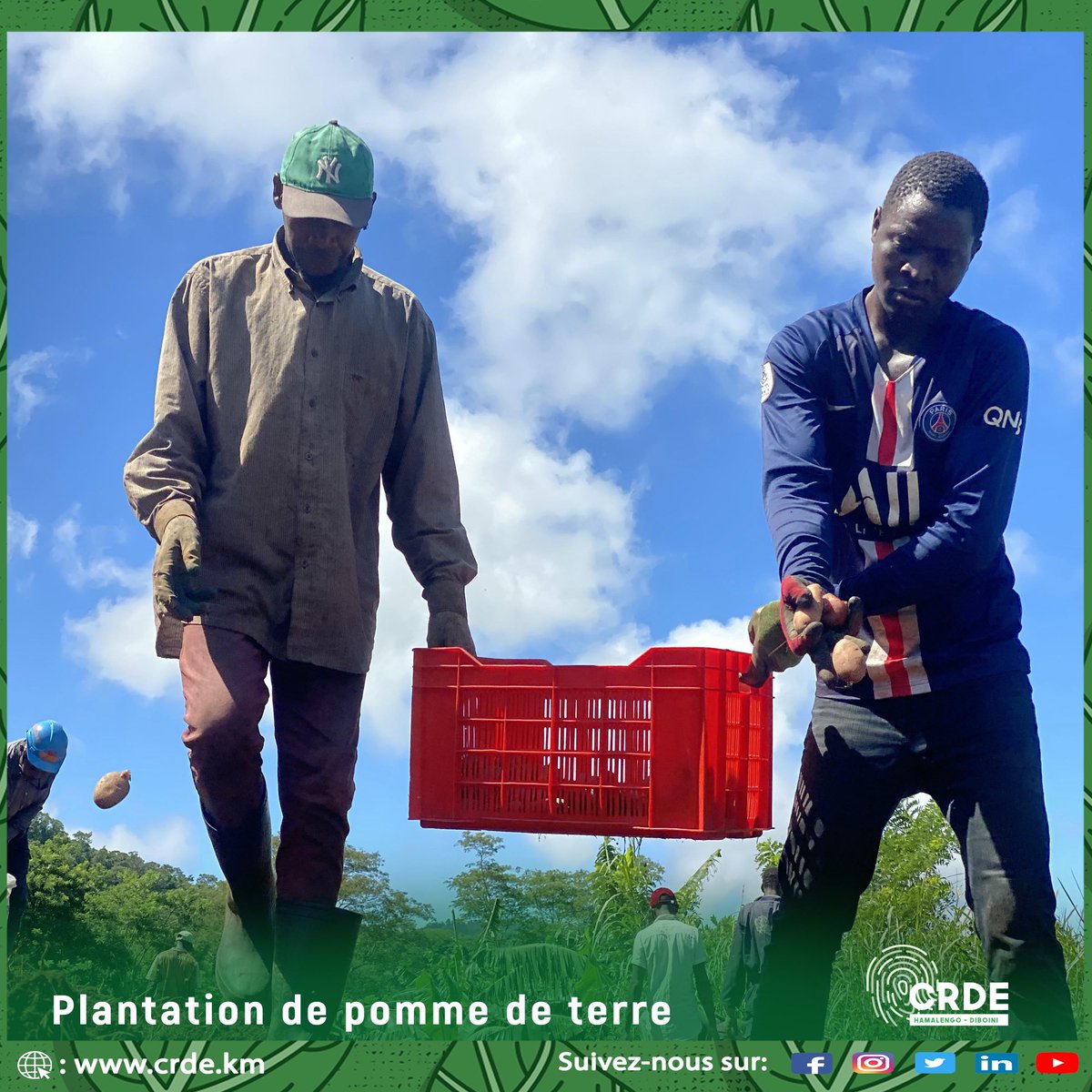 crdediboini's tweet photo. Toute l’équipe technique du @crdediboini s’est déployée ce matin pour planter les pommes de terre. Il s’agit d’une  légume qui offre des #récoltes toujours satisfaisantes.  @PNUD_Comores @gouvkm 

Très bon week-end à tous et à toutes.

#agriculture 
#food #terrestre #love #pommes https://t.co/V2Fq3Dv8tj