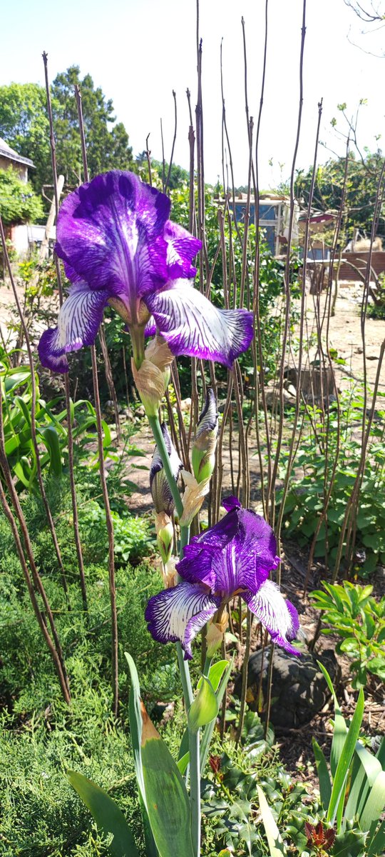 microferme's tweet photo. Un petit tour du jardin sous ce magnifique soleil ❤️❤️❤️
Bon weekend à vous les ami(e)s
#Permaculture #weekend #microferme https://t.co/hXzhTqqF2L
