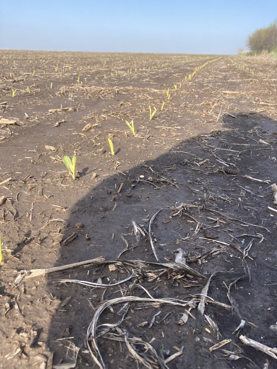 gleanerguy2's tweet photo. It took 4 weeks to get you little guys here.  Glad you made it!  #coldgerm #cornbeforebeans @ChannelSeed @AcreManagement1 https://t.co/ev1pOWy7dI