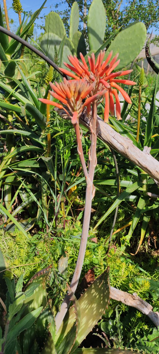 microferme's tweet photo. Un petit tour du jardin sous ce magnifique soleil ❤️❤️❤️
Bon weekend à vous les ami(e)s
#Permaculture #weekend #microferme https://t.co/hXzhTqqF2L