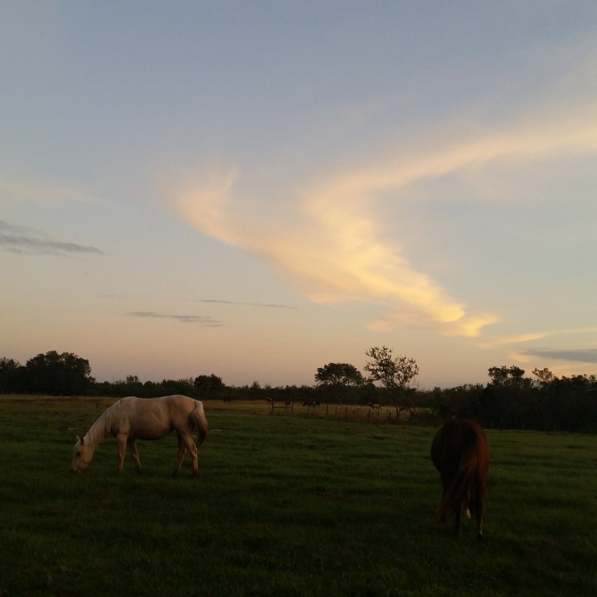 1papertiger1's tweet photo. A lost field
On the break of day
Horses promise
I’m alive
#SlamWords #58thEdition #encore - Round 7 https://t.co/Yl1Dz0sbW1