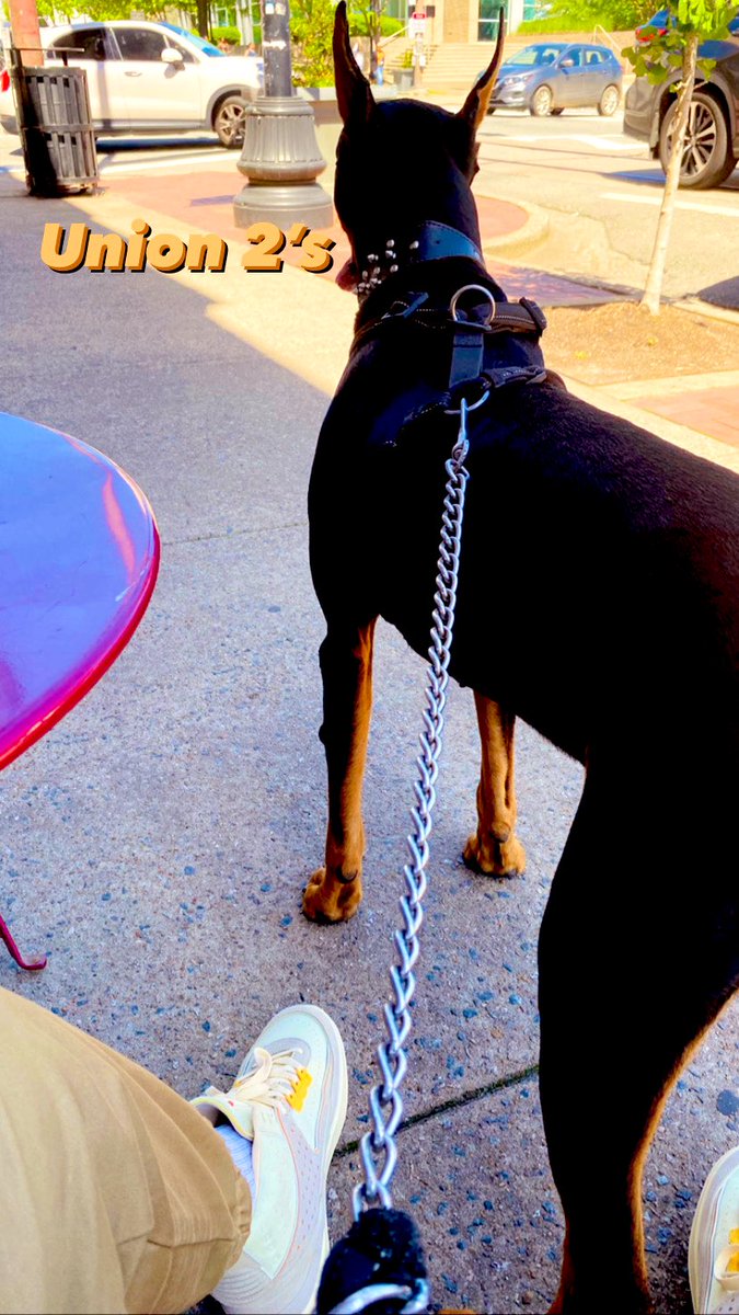 rush_court's tweet photo. Relaxing with My Baby @AxelParker18 on an Absolutely Amazing Day☀️🕶🐾 #jordan #Union2 #Doberman @ArRecruitingGuy @MarcHsu21 @CoachSmarty23 @CurtWilkerson_ @CoachWimbo @dennisneal52 @CarlosLarry @MartySmithobc22 @Coach_Chaney @DuaneBroussard @coachrobtucker @OfficialDobes @ https://t.co/jUU3j4OeMX