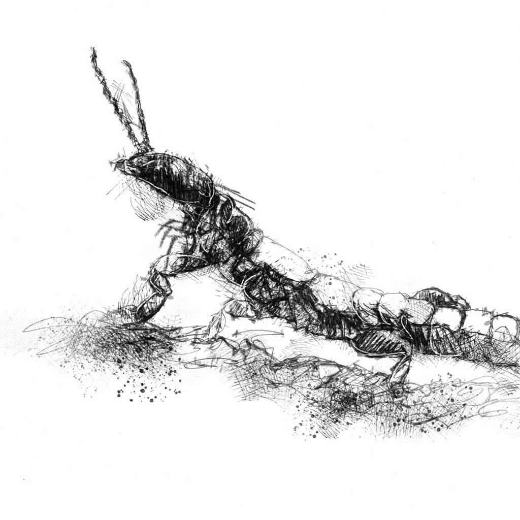 Sean_Briggs's tweet photo. Web spinner insect sketch from artist Sean Briggs no 2951 #webspinner #art #drawing #sketch #illustration #print https://t.co/wZiu5JMrRC https://t.co/lNlxkLrwIC