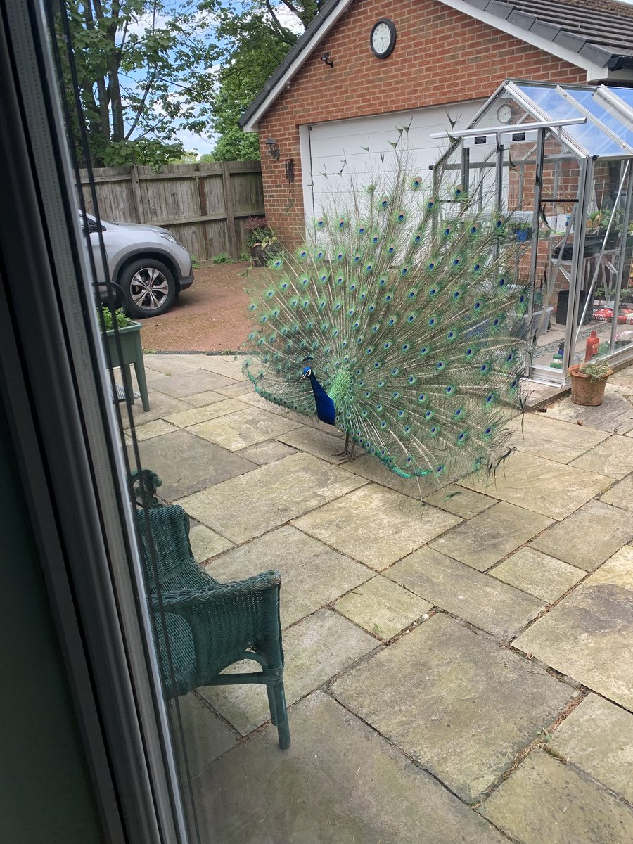 RT @CrochetLady15: My Mum patio. My Mum does not own a peacock! https://t.co/YawYw08uVy
