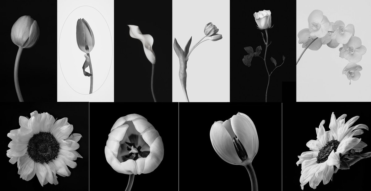 TakinShot's tweet photo. GM NFT fam! 🤗

Wanted to share my Black and White Fine Art Flora collection on Foundation today! 🤍🖤🔳🔲⚪️⚫️

8 still available out of 10
2 collected by Nik Kalyani &amp; Julie Pacino

RT/QT much appreciated 🙏🏼😇

https://t.co/T00H2sG3mM

#NFTs #NFTCollection #nftphotography https://t.co/3fvt7cOQ7h