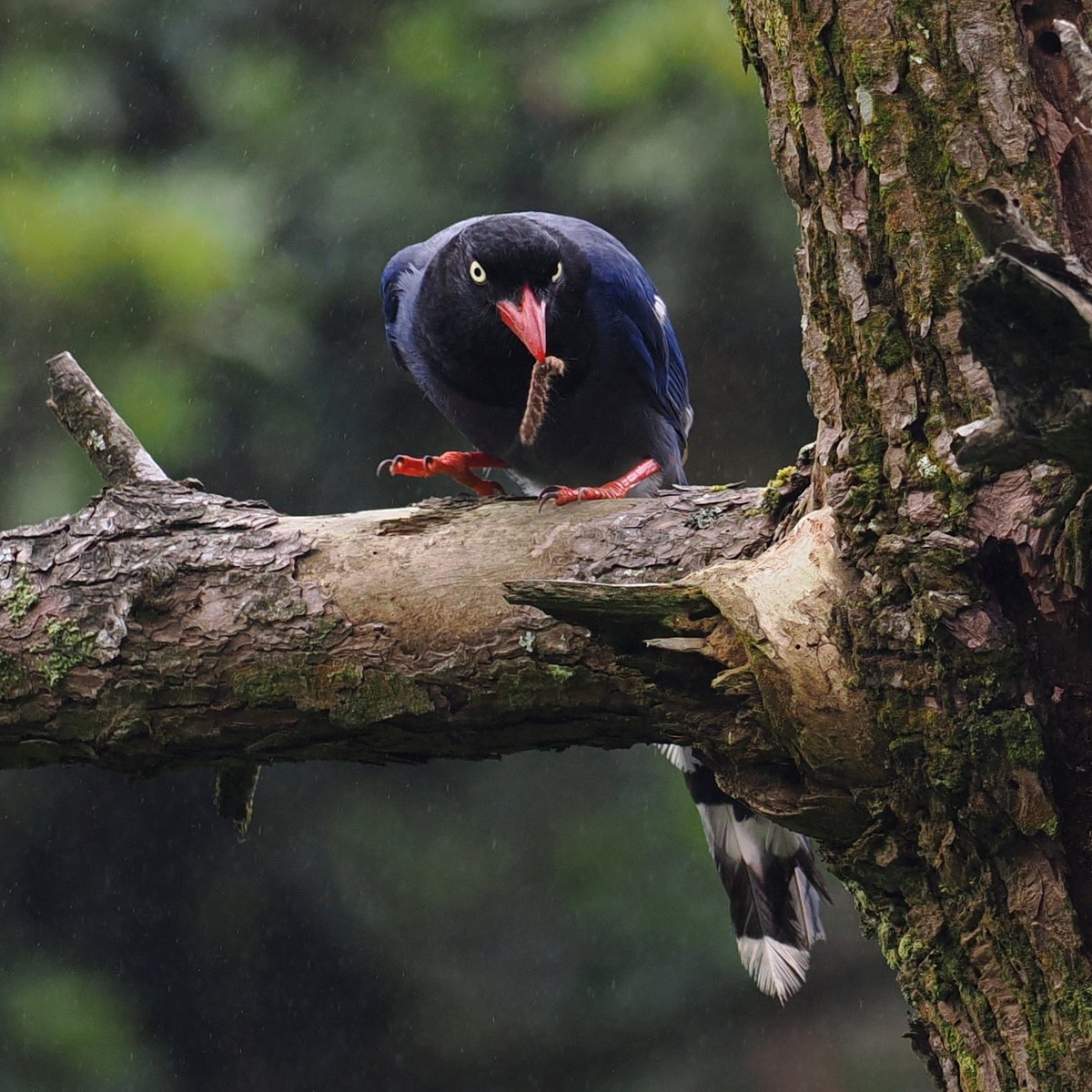 taiwanbirdguide's tweet photo. #TaiwanBlueMagpie #台灣藍鵲 #臺灣藍鵲 with it's food.
#FrontBird
#TaiwanBirdGuide #bird #birding #birdtour #Taiwan https://t.co/LRYnLAjK8y