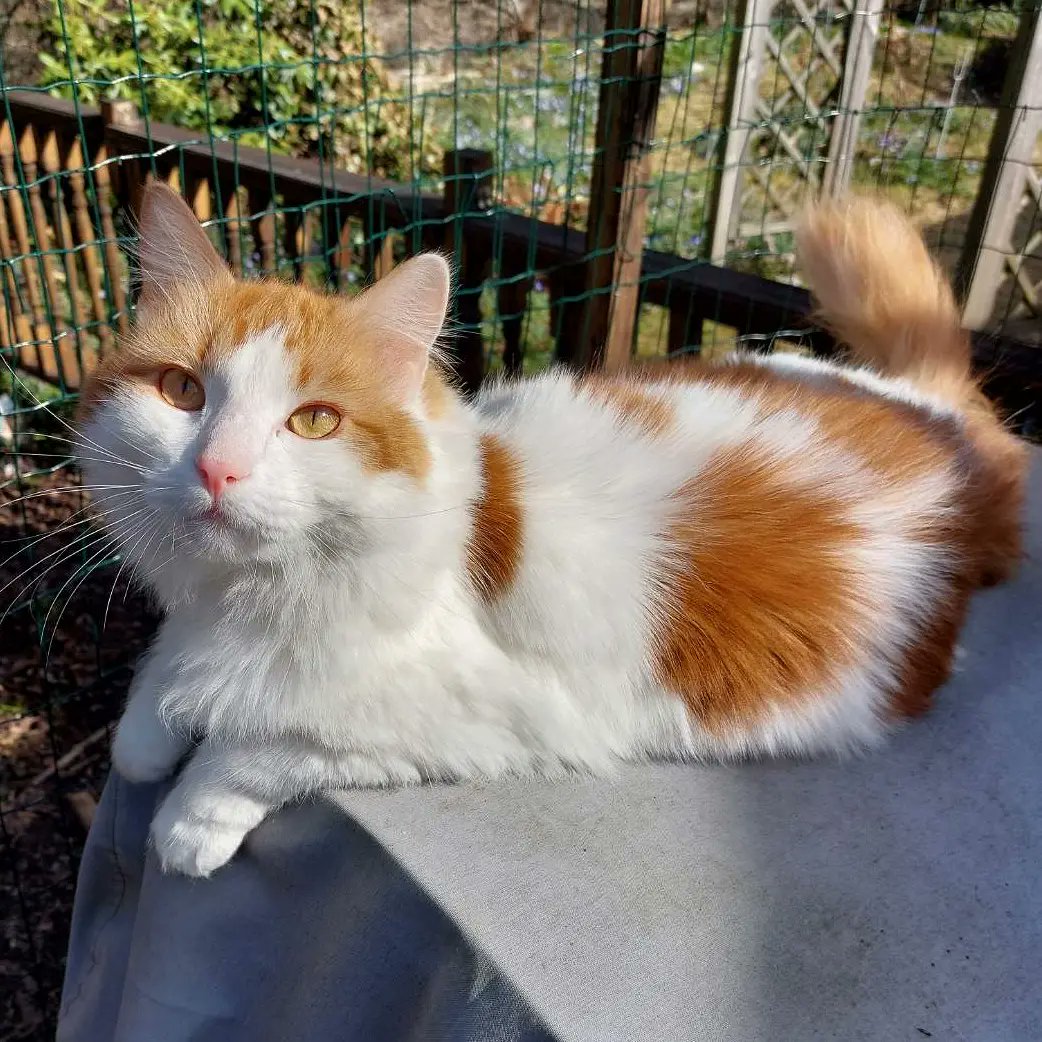 interjace's tweet photo. @memesiwish We made a netted outdoor area for my cat @TarcinChallenge to compromise. He gets to chill in the sun, but also not harm himself or any other animal https://t.co/wXWH5jzO1k