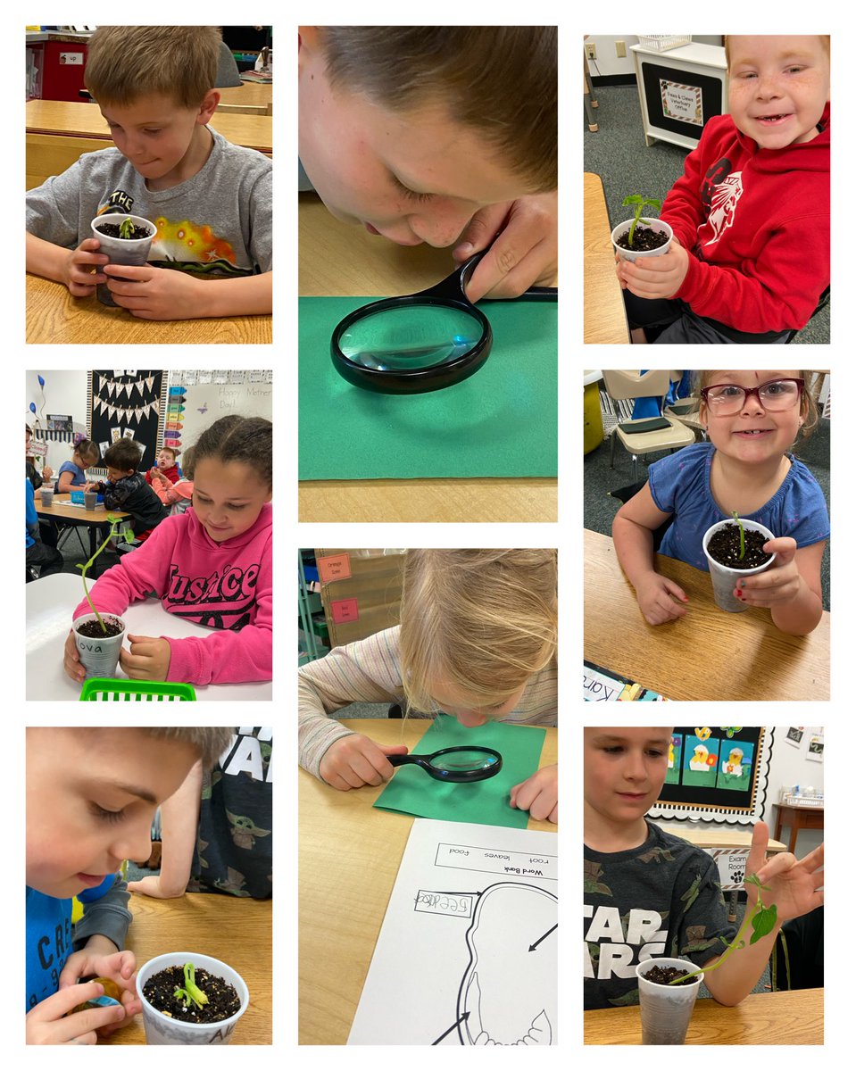 MrsCoffmanSES's tweet photo. Our plant study was Exciting! We examined the inside of a bean seed, planted bean seeds, AND watched them GROW!  🌱 #littlescientists #LPSelma https://t.co/33C15n0a0B