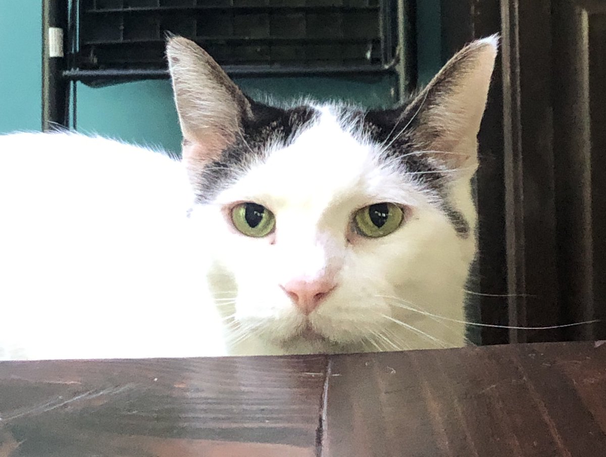 SpockPawspurrs's tweet photo. #Caturday mawnings are purrfect for pets. #PleasePetMe #BeggingForPets #CatsOfTwitter https://t.co/BmX8l7Z35t