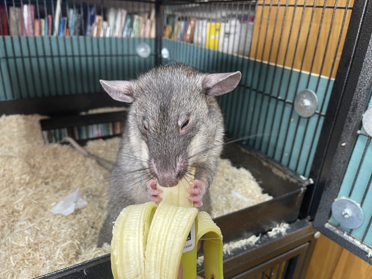 ActingAnimals's tweet photo. @NormanGPR having a healthy snack between #training sessions.  As an #ActingAnimal he needs to maintain his health fitness and strength ready for his next #starringRole in #Movies https://t.co/7ZarO8glDZ