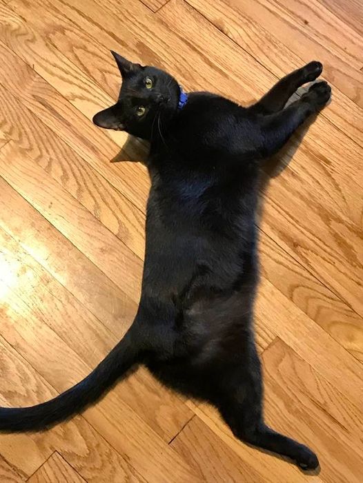 LittleUrbanMama's tweet photo. On Feb. 8, this handsome little dude had his leg amputated because he severed the nerve in his toe bean when he cut it open, and his paw died. But IT HASN’T SLOWED HIM DOWN. He’s still our same little hardcore parkour Finn. #BlackCats #HardcoreParkourFinn #TripodKitty https://t.co/SOZCC7HD4G
