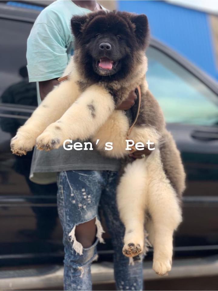 IOladayomi's tweet photo. I have a pedigree female American Akita, imported from Russia. All her documents are intact. 

AGE: 3months old
CURRENT LOCATION: LAGOS

Intrested persons should Contact us for inquires: 09090348596(WhatsApp).

Please tweet my buyer can be on your friend list🙏🏻🙏🏻🙏🏻🙏🏻😩😩😩 https://t.co/KUGv9PUSIx