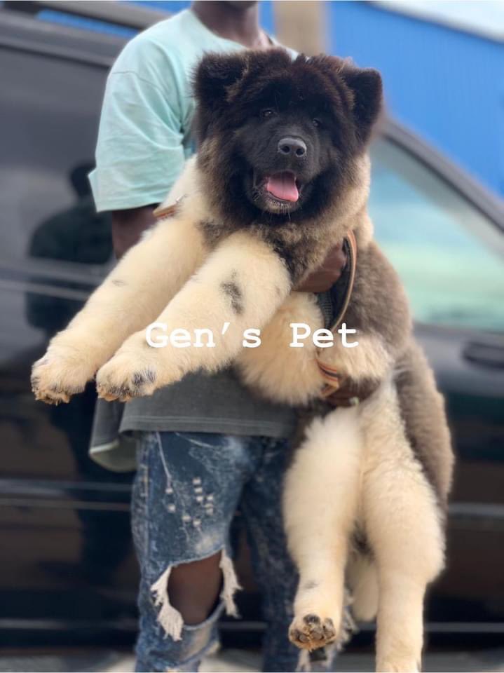 IOladayomi's tweet photo. I have a pedigree female American Akita, imported from Russia. All her documents are intact. 

AGE: 3months old
CURRENT LOCATION: LAGOS

Intrested persons should Contact us for inquires: 09090348596(WhatsApp).

Please tweet my buyer can be on your friend list🙏🏻🙏🏻🙏🏻🙏🏻😩😩😩 https://t.co/KUGv9PUSIx
