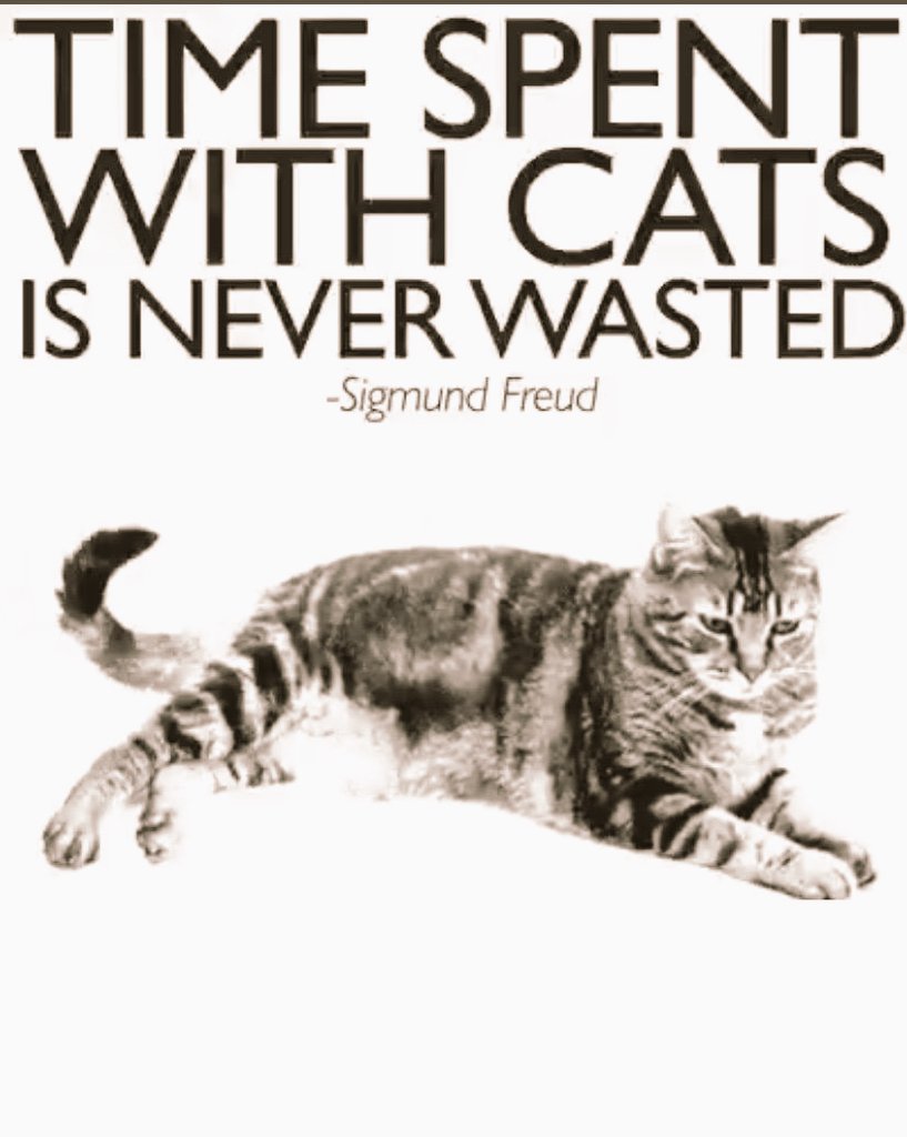 brucehuntermd1's tweet photo. @GiselaWarnecke @rickygervais @PickliciousF @kittywaymo ❤😸😎❤ https://t.co/KE8cF8cAsT