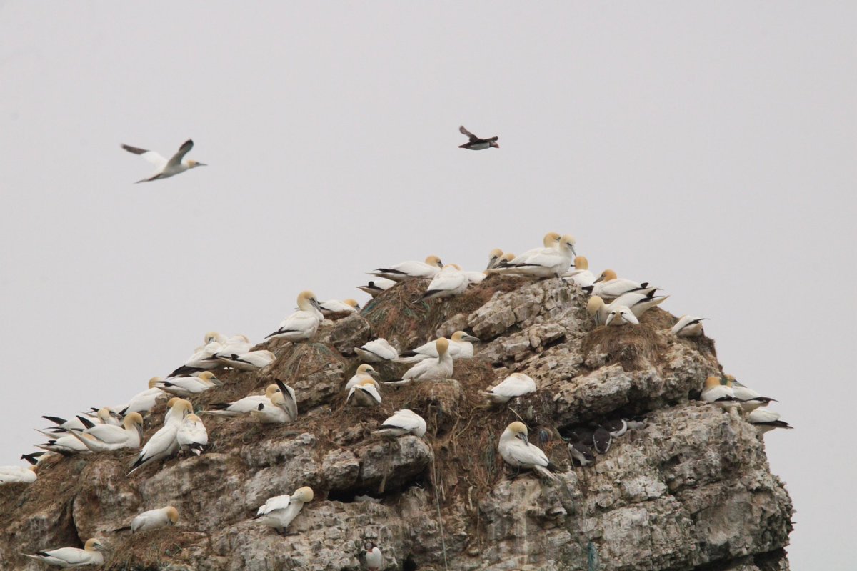 Gezziebell's tweet photo. Great time was had on the puffin cruise today with marvellous views from the sea including fulmars, kittiwakes, puffins, gannets and even a bridled guillemot @Bempton_Cliffs @_YorkshireBelle @FlamboroughBird @Natures_Voice #BBCWildlifePOTD #BirdsSeenIn2022 https://t.co/3GxkLQFdXP