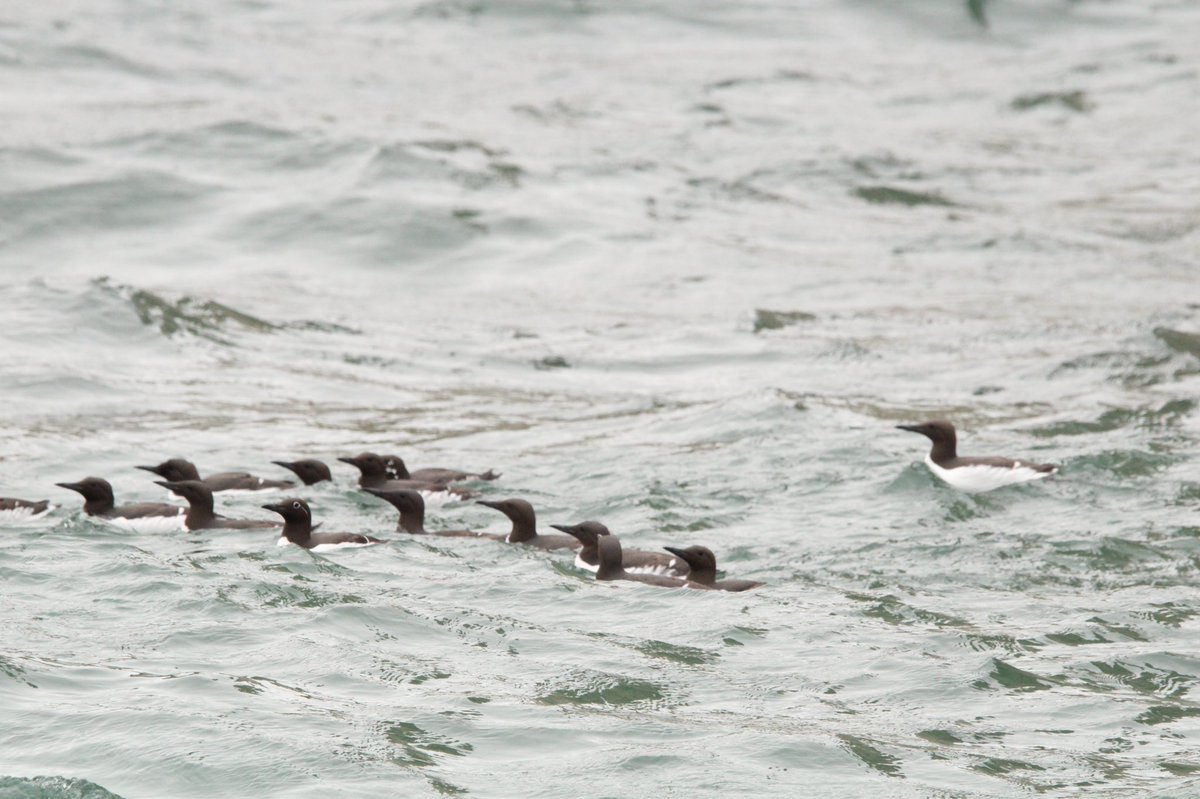 Gezziebell's tweet photo. Great time was had on the puffin cruise today with marvellous views from the sea including fulmars, kittiwakes, puffins, gannets and even a bridled guillemot @Bempton_Cliffs @_YorkshireBelle @FlamboroughBird @Natures_Voice #BBCWildlifePOTD #BirdsSeenIn2022 https://t.co/3GxkLQFdXP