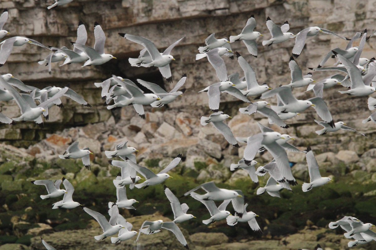 Gezziebell's tweet photo. Great time was had on the puffin cruise today with marvellous views from the sea including fulmars, kittiwakes, puffins, gannets and even a bridled guillemot @Bempton_Cliffs @_YorkshireBelle @FlamboroughBird @Natures_Voice #BBCWildlifePOTD #BirdsSeenIn2022 https://t.co/3GxkLQFdXP