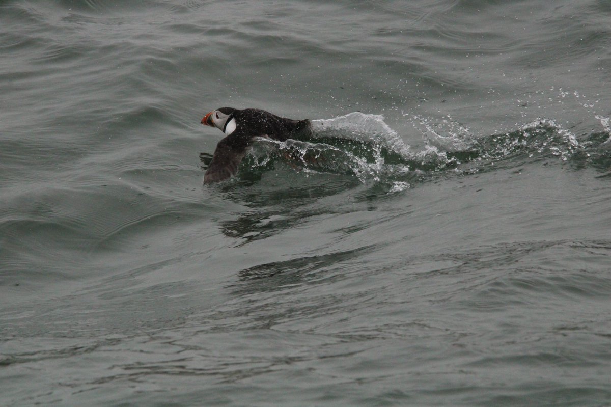 Gezziebell's tweet photo. Great time was had on the puffin cruise today with marvellous views from the sea including fulmars, kittiwakes, puffins, gannets and even a bridled guillemot @Bempton_Cliffs @_YorkshireBelle @FlamboroughBird @Natures_Voice #BBCWildlifePOTD #BirdsSeenIn2022 https://t.co/3GxkLQFdXP