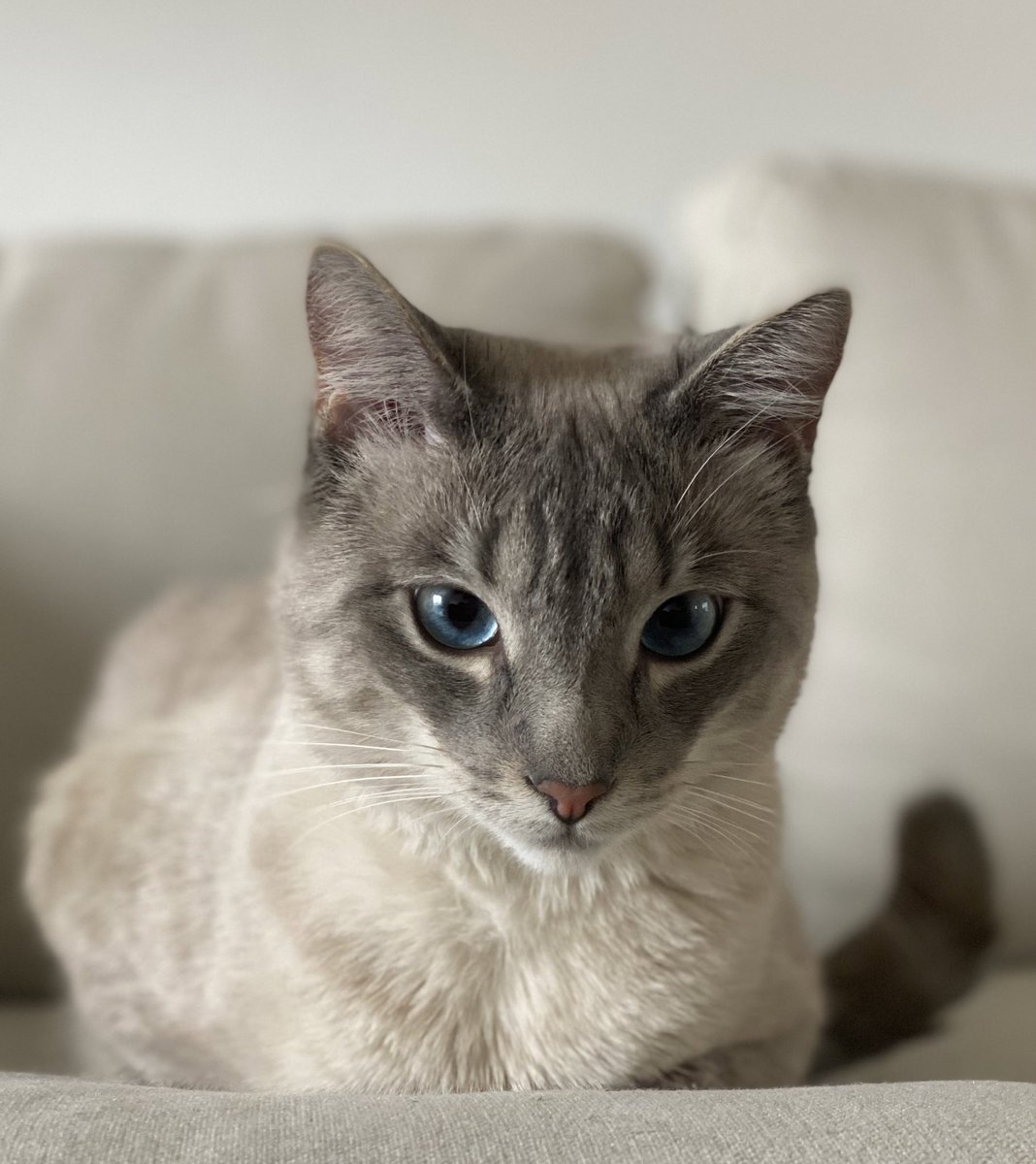 ieatcha's tweet photo. my son is so photogenic https://t.co/q9LBXzGT9a