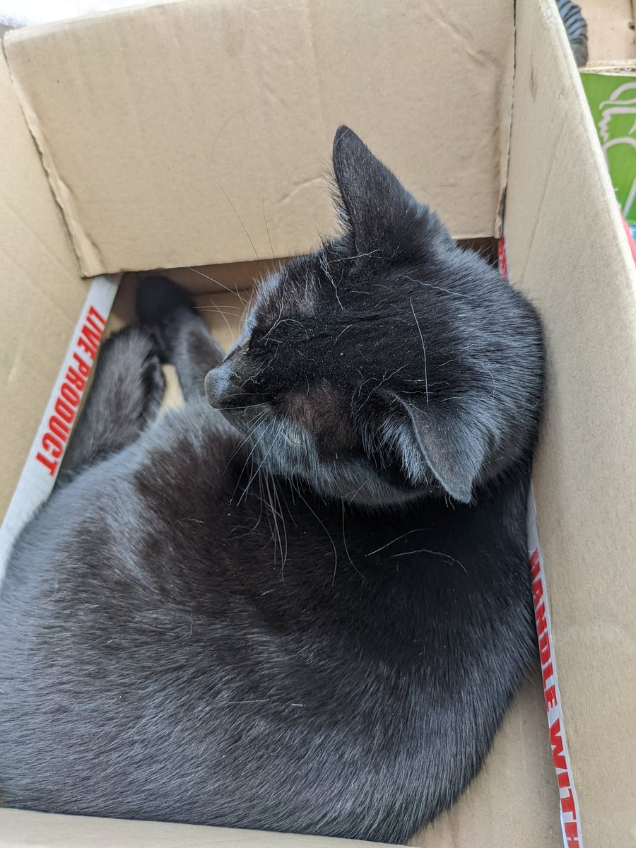 DawnAJWitney's tweet image. Box is full! Johnny has claimed the box today
#differentcat #caturday #CatsOfTwitter #Norfolk