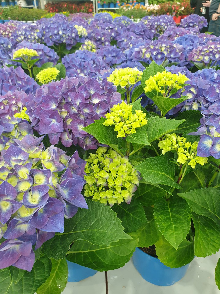 There's still an hour left to pop down to our Plant Sale and pick up a fabulous plant or two! #CCCPlantSale