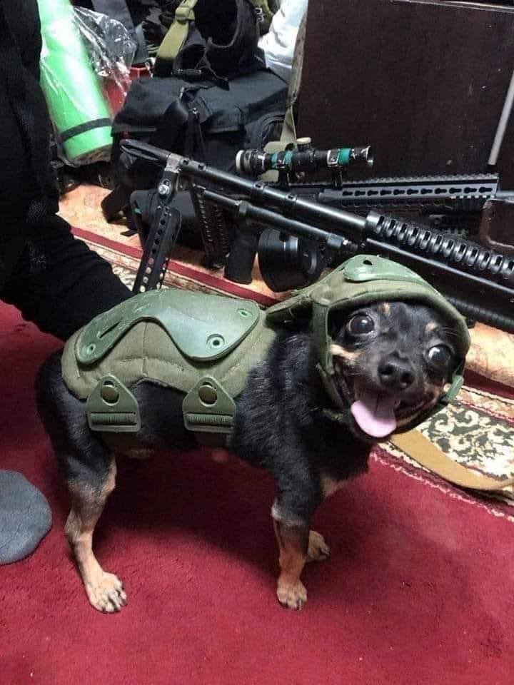 timkmak's tweet photo. Today’s dog of war was posted with no name or location by the Ukrainian government via Ukraine NOW:

I leave it to you to come up with a caption! https://t.co/7uOZXlgNbp